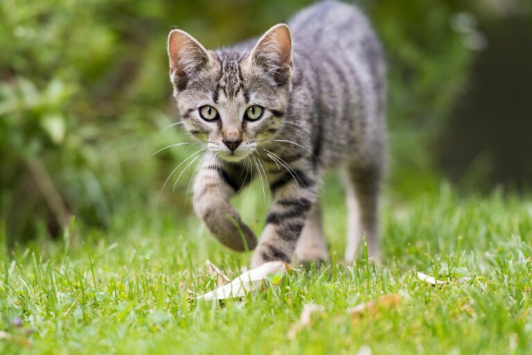 Condomínio na Bahia cria abrigo para gatos de rua